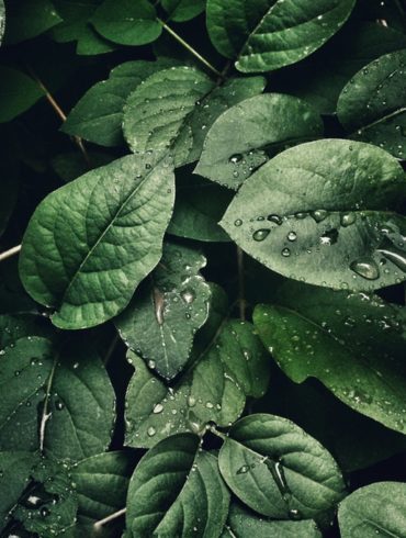 TIC por un México sustentable