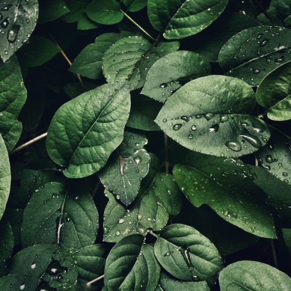 TIC por un México sustentable