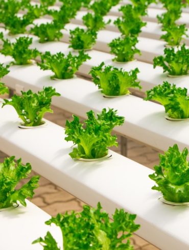 4 innovaciones que están transformando el sector alimentos y bebidas